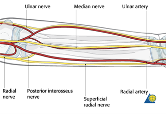 Bony, vascular and neurological anatomy of the forearm (Source: AO Surgery)