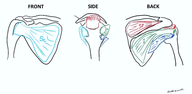 Rotator cuff muscles around the shoulder