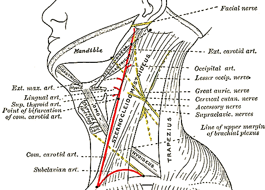 Mandibular nerve - Wikipedia