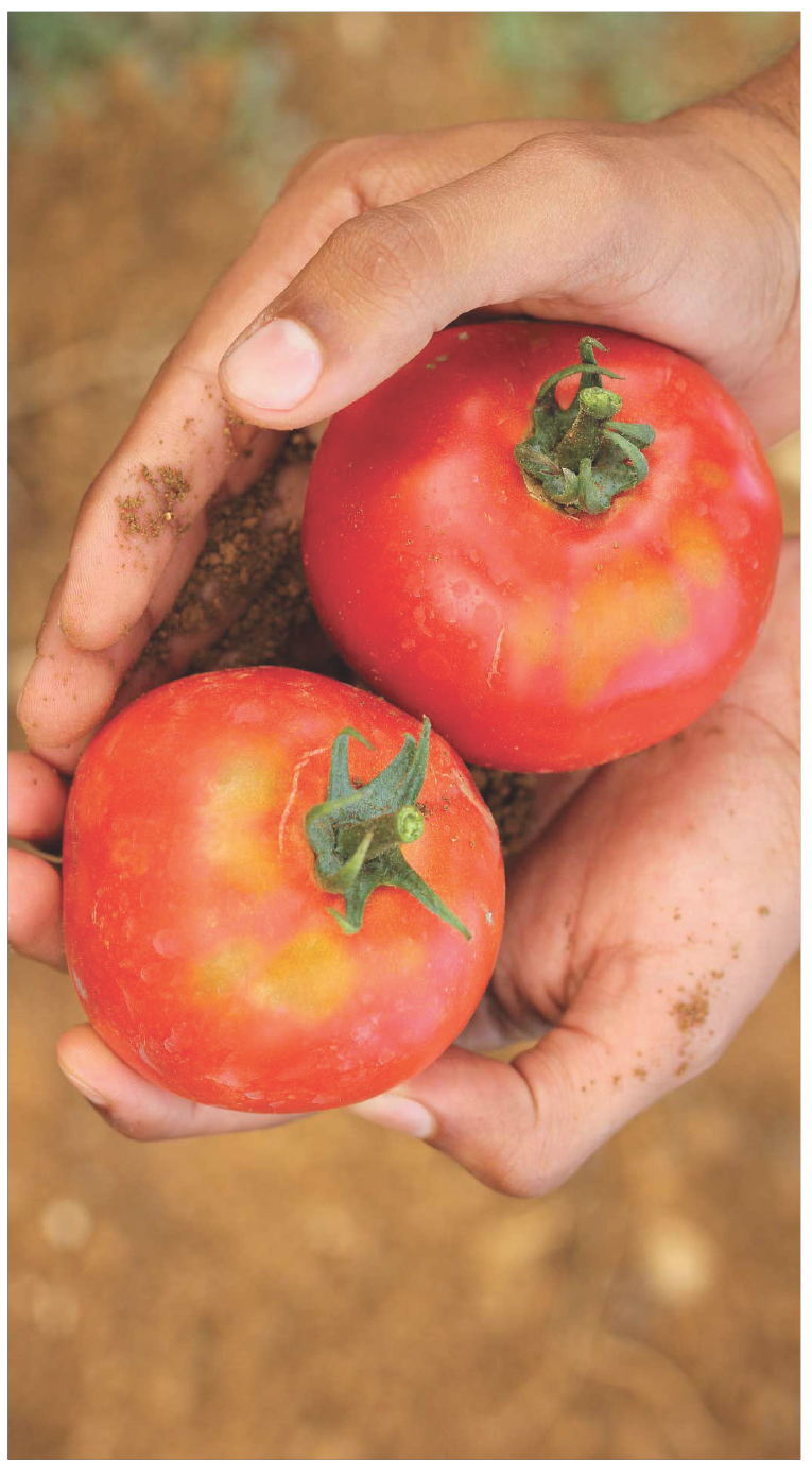 5 Heirloom Tomato Varieties that Embody the Essence of Summer - Happy Dirt