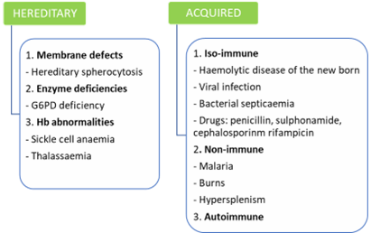 Diagram showing Hereditary and Acquired Causes of Haemolytic Anaemia